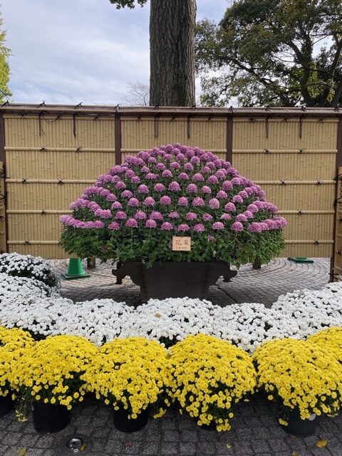 菊花壇